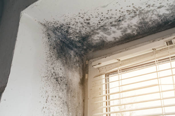 Affordable Mold Cleanup solutions in Kingston, WA