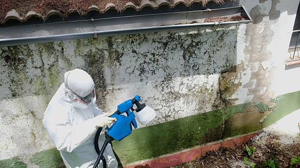Trusted Mold Inspection service in Kingston, WA - Cheap Mold Removal